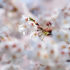 Les délices de Tokyo de Naomi Kawase