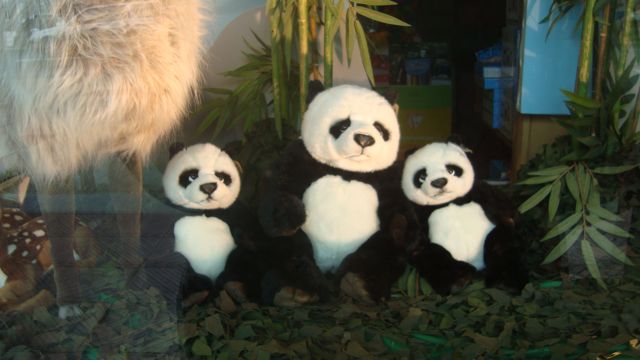 pandas