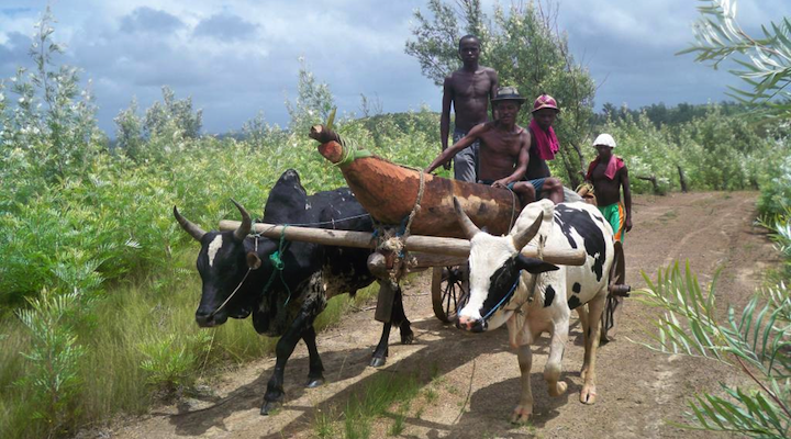 coups-de-hache-pour-une-pirogue