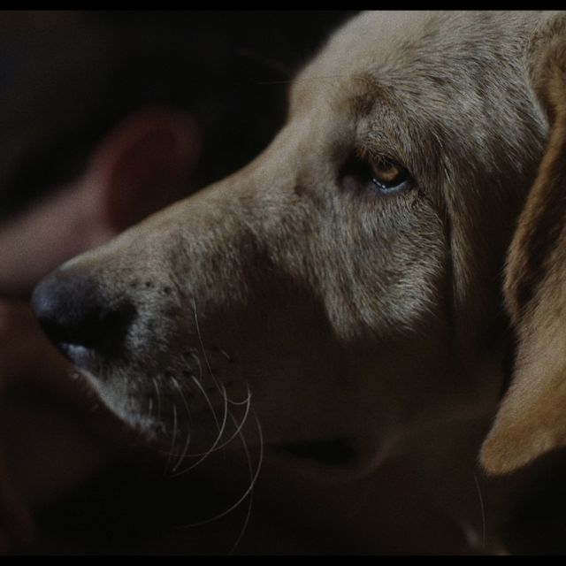 L’homme au chien de Kamal Lazraq